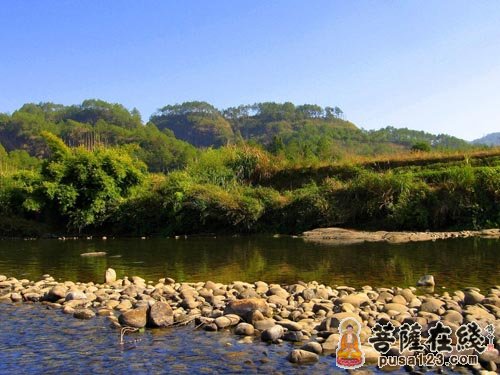 南普陀寺-菩提古树护大嶝 “子孙”荫蔽南普陀寺