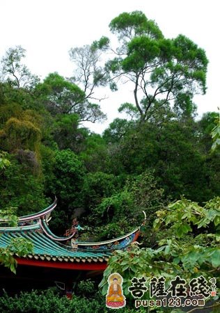 南普陀寺-菩提古树护大嶝 “子孙”荫蔽南普陀寺