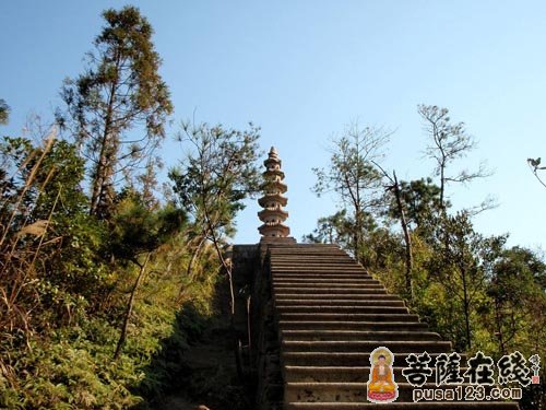 南普陀寺-菩提古树护大嶝 “子孙”荫蔽南普陀寺