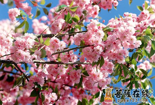 江苏省苏州包山寺庙会添彩梅花节