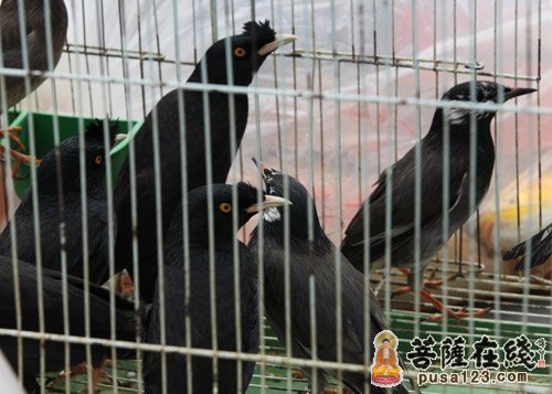 待被放生的小鸟